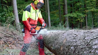  Forstarbeiter mit Schutzausrüstung schneidet mit der Motorsäge einen umgefallenen Baumstamm.