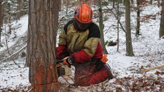 Foto Georg Test Waldarbeiter schneidet im Winter Baum mit der Motorsäge