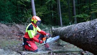 Forst SVP Blog 1440 Credit Christian Lacknerbundesforschungszentrum Für Wald 3 Knieender Waldarbeiter schneidet liegenden Baumstamm mit der Motorsäge