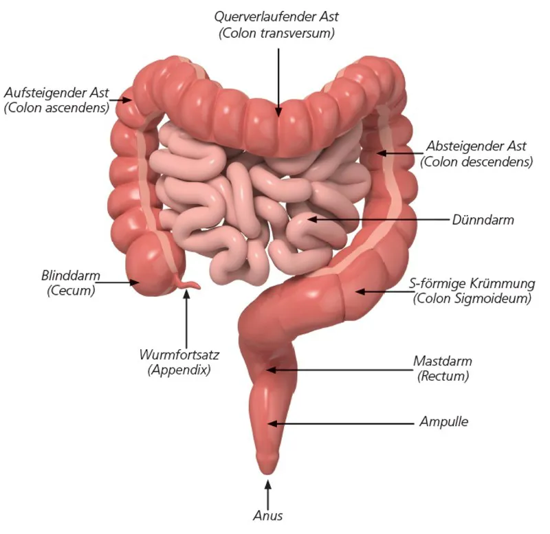 RH Illustrationdickdarm - Ratgeber Querschnittlähmung Illustrationdickdarm - Symbolbild für Ratgeber Querschnittlähmung