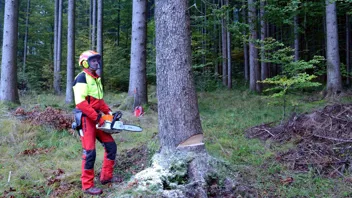 Forstarbeiter mit Schutzausrüstung steht mit Motorsäge in der Hand vor einem umzuschneidenden Baum. 