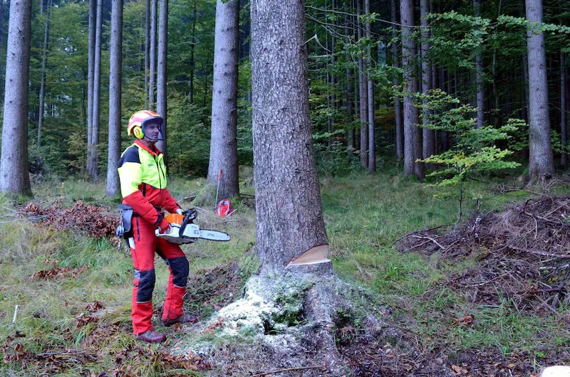 Forstarbeit - Werkzeug 7 Scaled Forstarbeiter mit Schutzausrüstung steht mit Motorsäge in der Hand vor einem umzuschneidenden Baum.