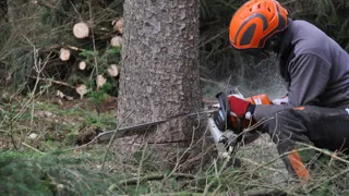 Ein Forstarbeiter sägt mit einer Motorsäge an einem Baum Ein Forstarbeiter sägt mit einer Motorsäge an einem Baum